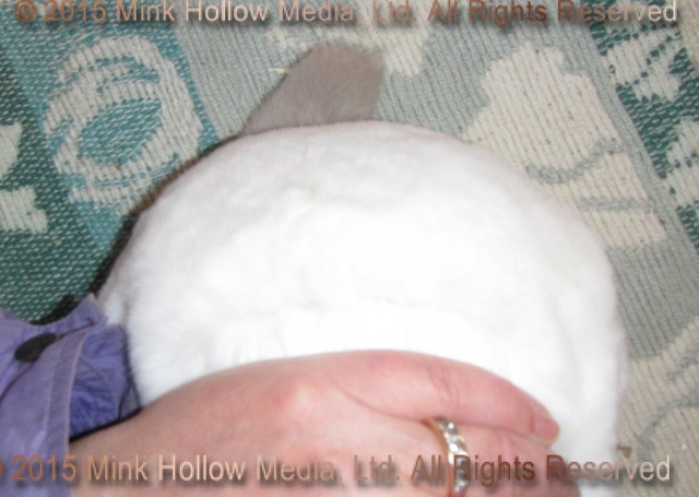 wee-cal-2015-10-04_15-00-47_wm.jpg