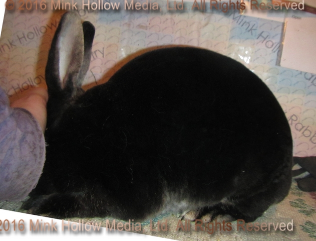winnie-2016-01-30_18-39-43_wm.jpg