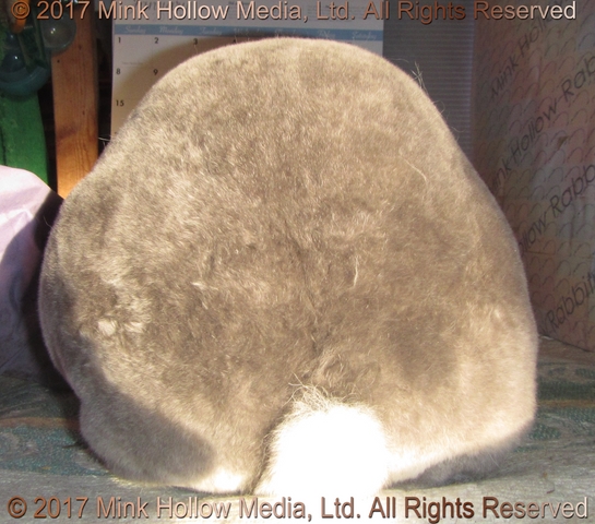 yin-2017-01-21_18-00-36_wm.jpg