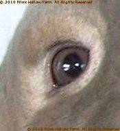 opal-2009-02-22.jpg opal-2009-02-22.jpg