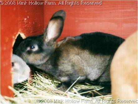 dazzle-95.jpg dazzle-95.jpg