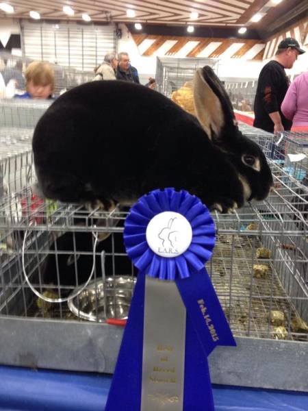 vanity-bob.jpg vanity-bob.jpg