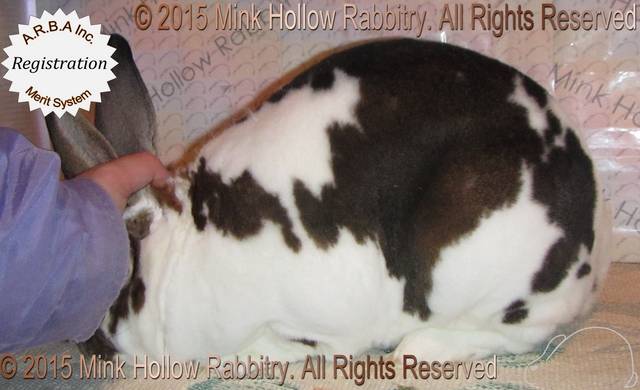 wilbur-2015-10-26_19-15-59_wm.jpg wilbur-2015-10-26_19-15-59_wm.jpg