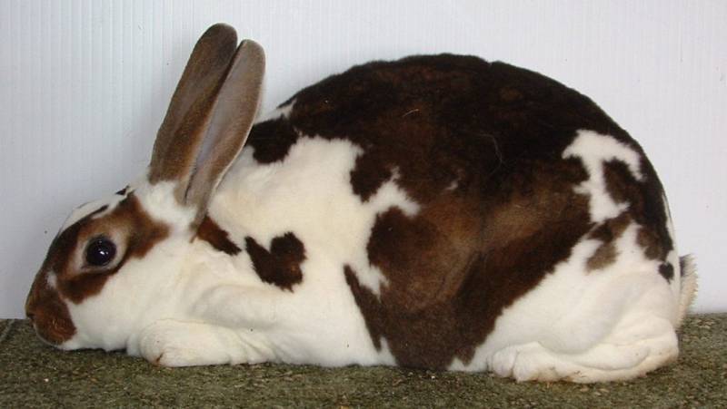 penne-2009-02-18-003.jpg penne-2009-02-18-003.jpg