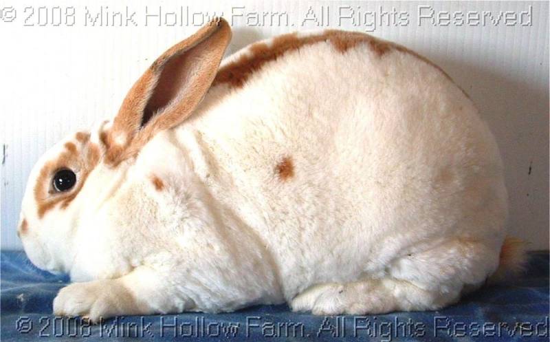 pongo-2008-10-19-022.jpg pongo-2008-10-19-022.jpg