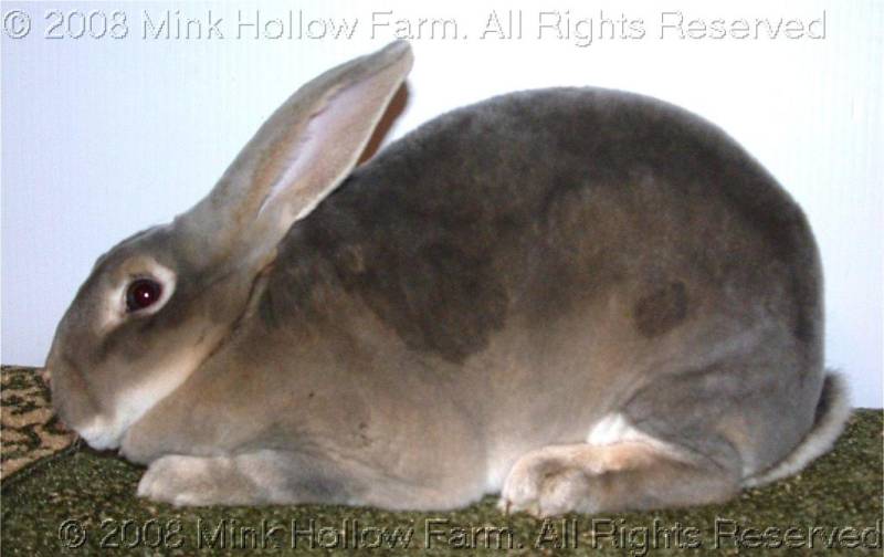 pippin-2008-12-07-044.jpg pippin-2008-12-07-044.jpg