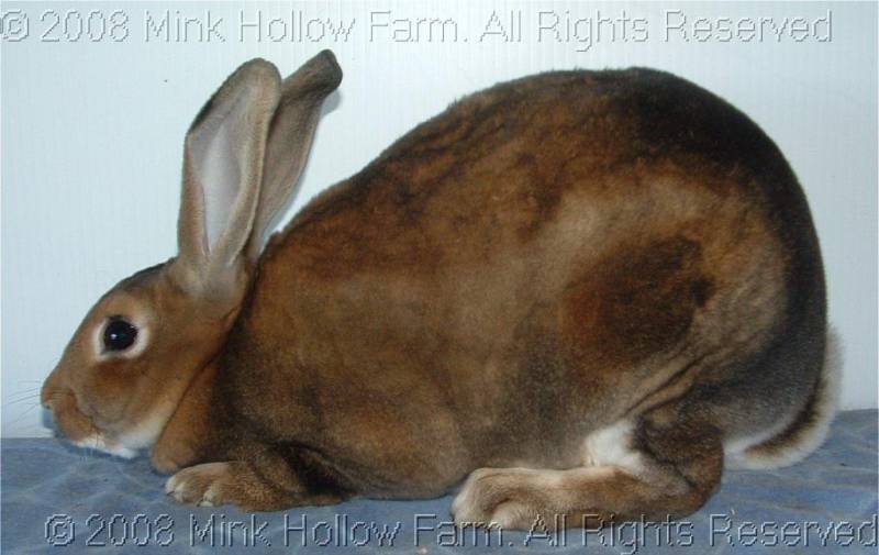 poohbear-2008-08-05-031.jpg poohbear-2008-08-05-031.jpg