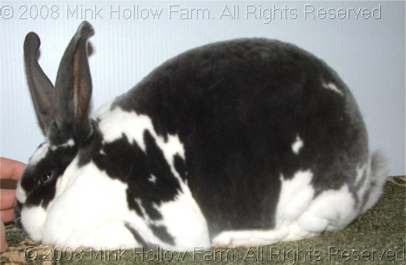 pikachu-2008-12-07-015.jpg pikachu-2008-12-07-015.jpg