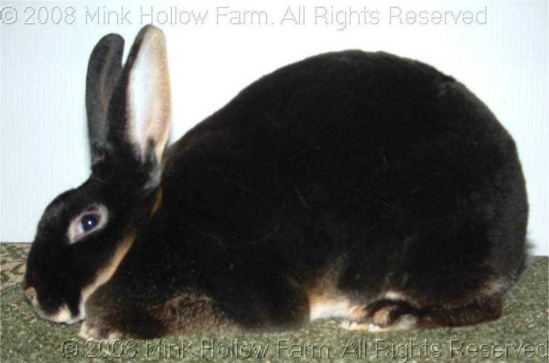 pandora-2008-12-07-034.jpg pandora-2008-12-07-034.jpg