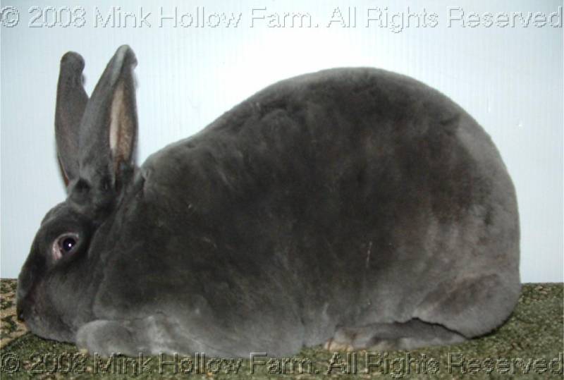 b-pierre-2008-12-07-062.jpg b-pierre-2008-12-07-062.jpg