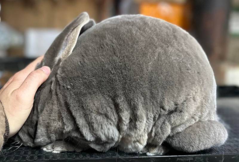 scout-4.jpg scout-4.jpg