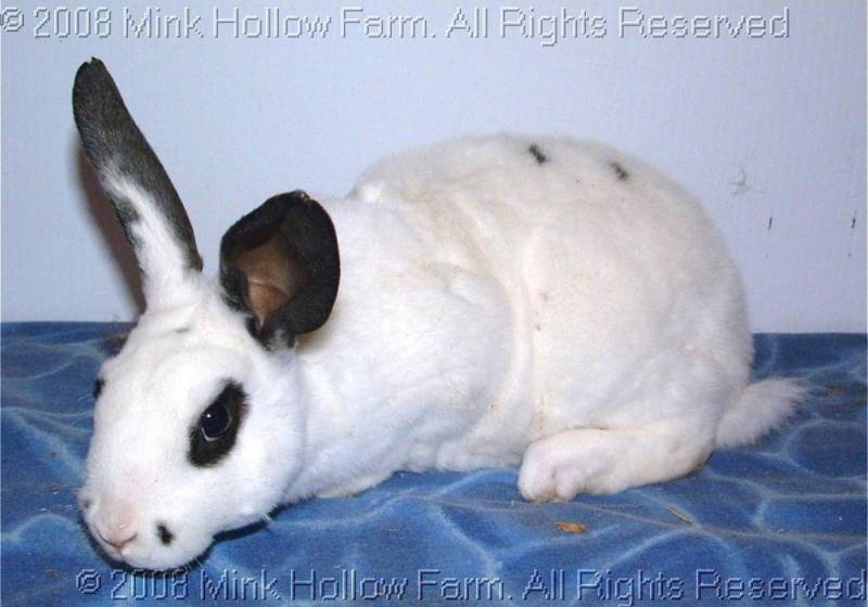 2008-10-28-012b.jpg 2008-10-28-012b.jpg