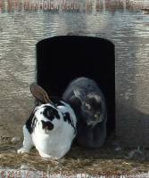 Noodle & Nano, 2009
