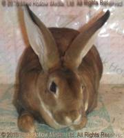 Yogi (castor) Uno X Upstart