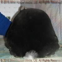 WildCard (black otter) Venus X Callebaut