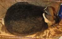 bunny-2019-02-13-20-02-43_wm.jpg