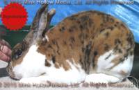 Versace (tri) Uhu X Upstart