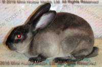 Zelda (sable) Bart X Winter