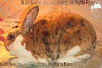 Yoshi (tri doe) Winnie X Versace