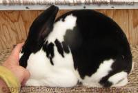 Heckle (broken black) MTR's Stride X Rosewaters Gladys