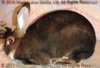 Yogi (castor) Uno X Upstart