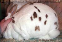 Sapphire's Topaz (broken red DOE) Blair's Checkers X Calico's Leia