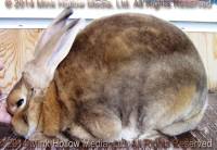 Ulysses (amber) Sherlock X Speedy