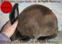 Roloff's Bart (sable)