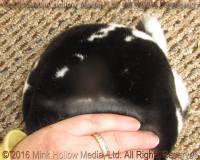 heckle-2016-08-20_17-03-21_wm.jpg