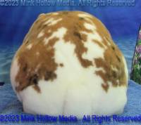 flicker-2023-05-18-15-09-28_wm.jpg