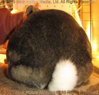bunny-2019-02-13-20-02-48_wm.jpg