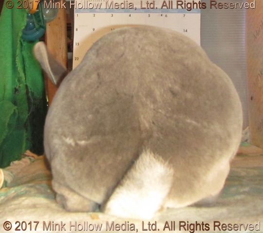 zippity-do-2017-01-21_17-43-14_wm.jpg